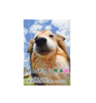 癒し犬はむおの日常（個別スタンプ：36）
