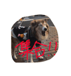 癒し犬はむおの日常（個別スタンプ：37）