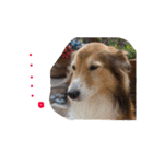 癒し犬はむおの日常（個別スタンプ：38）