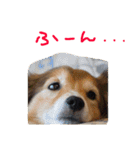 癒し犬はむおの日常（個別スタンプ：39）