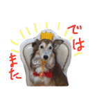 癒し犬はむおの日常（個別スタンプ：40）