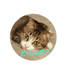猫:いたずらにゃんこーず（個別スタンプ：1）