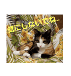 猫:いたずらにゃんこーず（個別スタンプ：2）