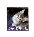 猫:いたずらにゃんこーず（個別スタンプ：3）