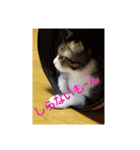 猫:いたずらにゃんこーず（個別スタンプ：4）