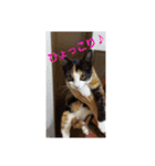 猫:いたずらにゃんこーず（個別スタンプ：5）