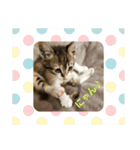 猫:いたずらにゃんこーず（個別スタンプ：6）