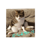 猫:いたずらにゃんこーず（個別スタンプ：7）