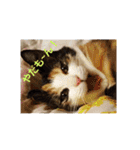 猫:いたずらにゃんこーず（個別スタンプ：8）