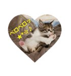 猫:いたずらにゃんこーず（個別スタンプ：9）