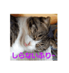 猫:いたずらにゃんこーず（個別スタンプ：10）