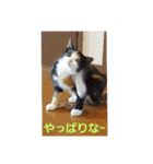 猫:いたずらにゃんこーず（個別スタンプ：11）