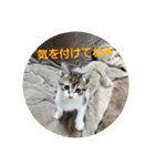 猫:いたずらにゃんこーず（個別スタンプ：12）