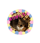 猫:いたずらにゃんこーず（個別スタンプ：13）