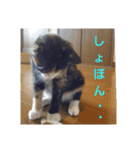 猫:いたずらにゃんこーず（個別スタンプ：14）