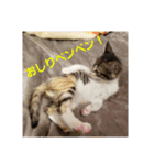 猫:いたずらにゃんこーず（個別スタンプ：15）