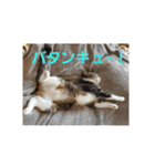 猫:いたずらにゃんこーず（個別スタンプ：16）