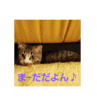 猫:いたずらにゃんこーず（個別スタンプ：17）