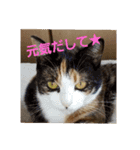 猫:いたずらにゃんこーず（個別スタンプ：19）
