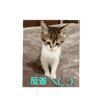 猫:いたずらにゃんこーず（個別スタンプ：20）