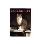 猫:いたずらにゃんこーず（個別スタンプ：21）