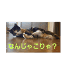 猫:いたずらにゃんこーず（個別スタンプ：22）
