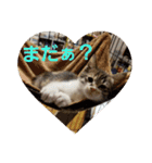 猫:いたずらにゃんこーず（個別スタンプ：23）