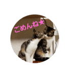 猫:いたずらにゃんこーず（個別スタンプ：24）