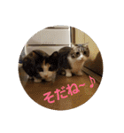 猫:いたずらにゃんこーず（個別スタンプ：25）