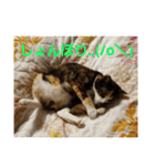 猫:いたずらにゃんこーず（個別スタンプ：26）