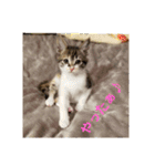 猫:いたずらにゃんこーず（個別スタンプ：27）