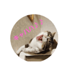猫:いたずらにゃんこーず（個別スタンプ：28）