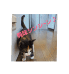 猫:いたずらにゃんこーず（個別スタンプ：29）