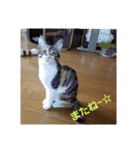 猫:いたずらにゃんこーず（個別スタンプ：30）