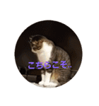 猫:いたずらにゃんこーず（個別スタンプ：31）
