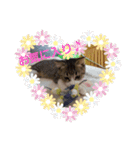 猫:いたずらにゃんこーず（個別スタンプ：32）