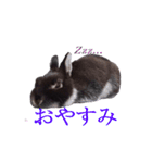 うさぎのぐりちゃん（個別スタンプ：1）