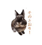 うさぎのぐりちゃん（個別スタンプ：3）