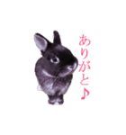 うさぎのぐりちゃん（個別スタンプ：4）