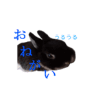 うさぎのぐりちゃん（個別スタンプ：5）