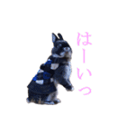 うさぎのぐりちゃん（個別スタンプ：7）