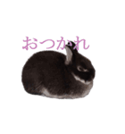 うさぎのぐりちゃん（個別スタンプ：10）