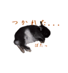 うさぎのぐりちゃん（個別スタンプ：12）