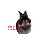 うさぎのぐりちゃん（個別スタンプ：15）