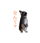 うさぎのぐりちゃん（個別スタンプ：16）