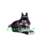 うさぎのぐりちゃん（個別スタンプ：19）