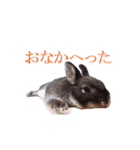 うさぎのぐりちゃん（個別スタンプ：20）