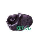 うさぎのぐりちゃん（個別スタンプ：22）