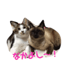 ねこ大好き！こう＆ふく！（個別スタンプ：1）