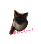 ねこ大好き！こう＆ふく！（個別スタンプ：2）